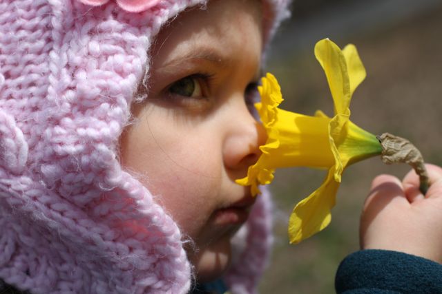 The Daffodil