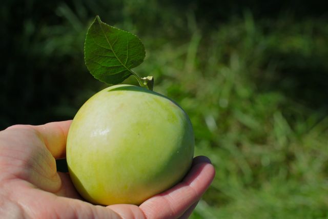 Apple Picking