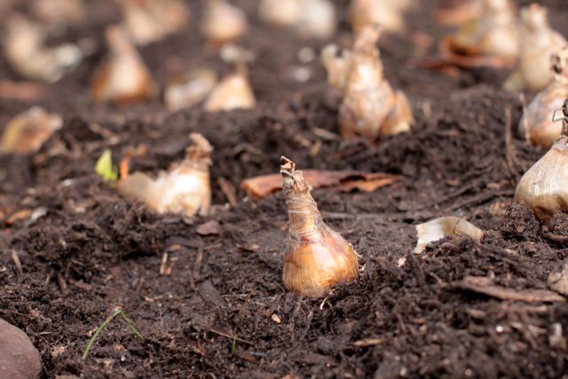 Bulb Garden