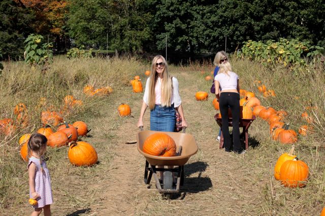 Pumpkin Picking