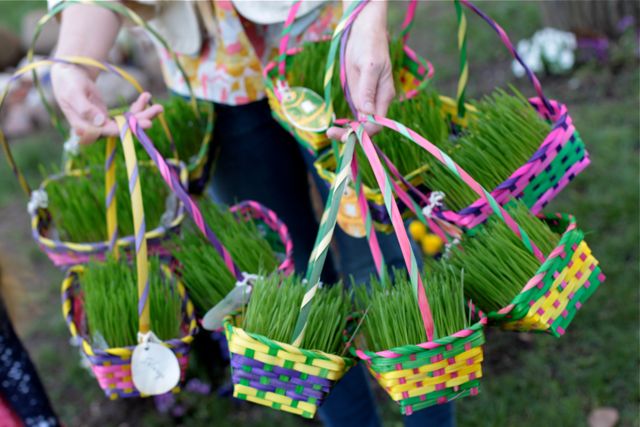 Wheatgrass Baskets