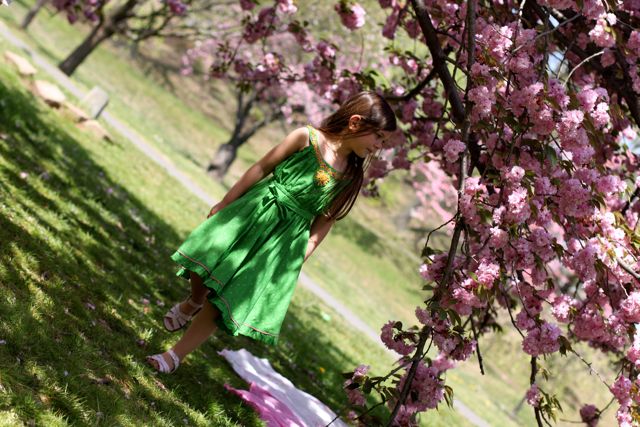 Branch Brook Cherry Blossoms