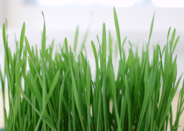 Easter Wheatgrass