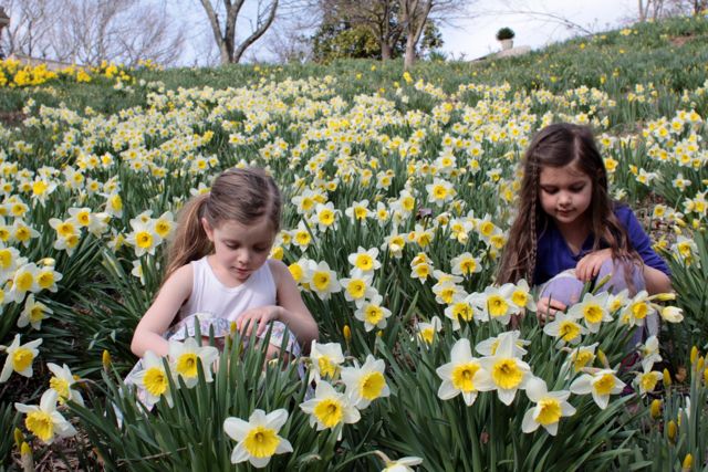 Reeves Reed Daffodil Bowl