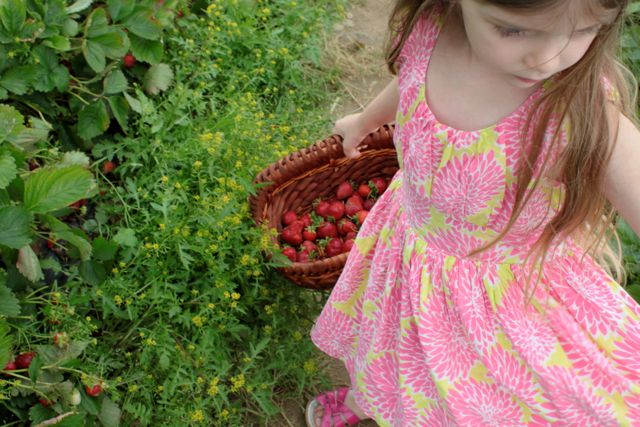 Strawberry Picking in New Jersey